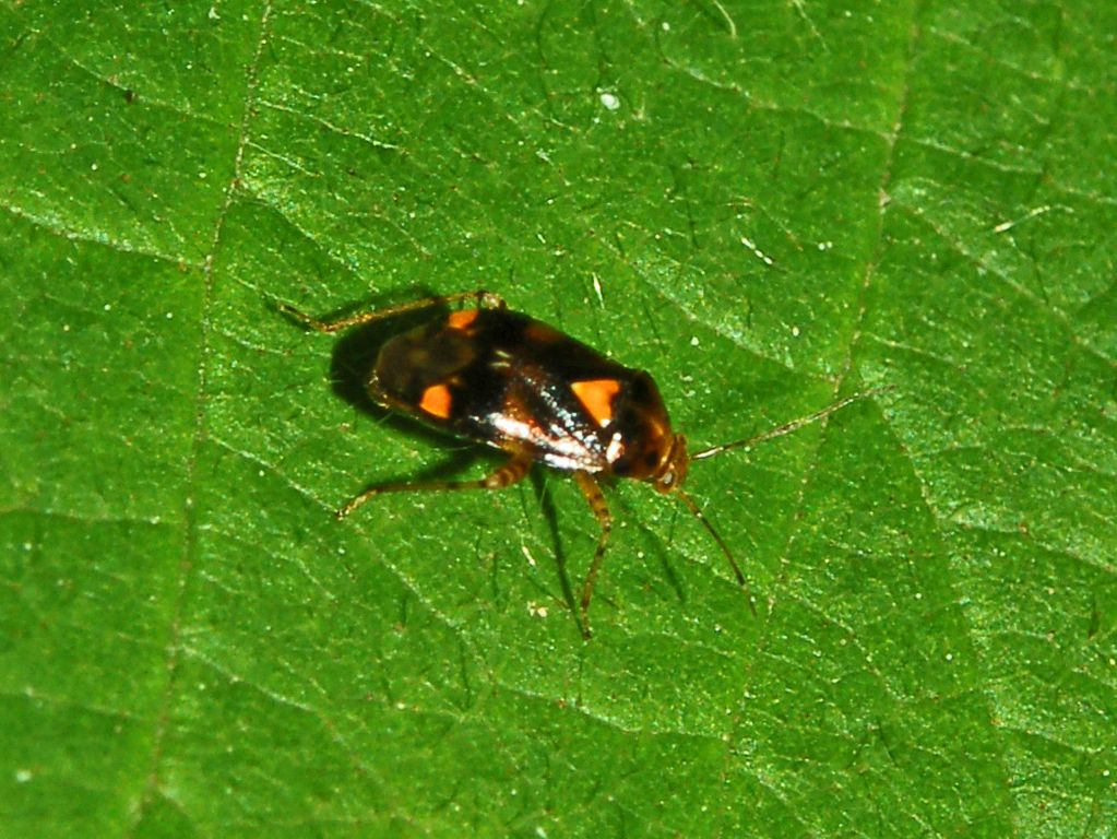 Miridae: Liocoris tripustulatus della Liguria (GE)